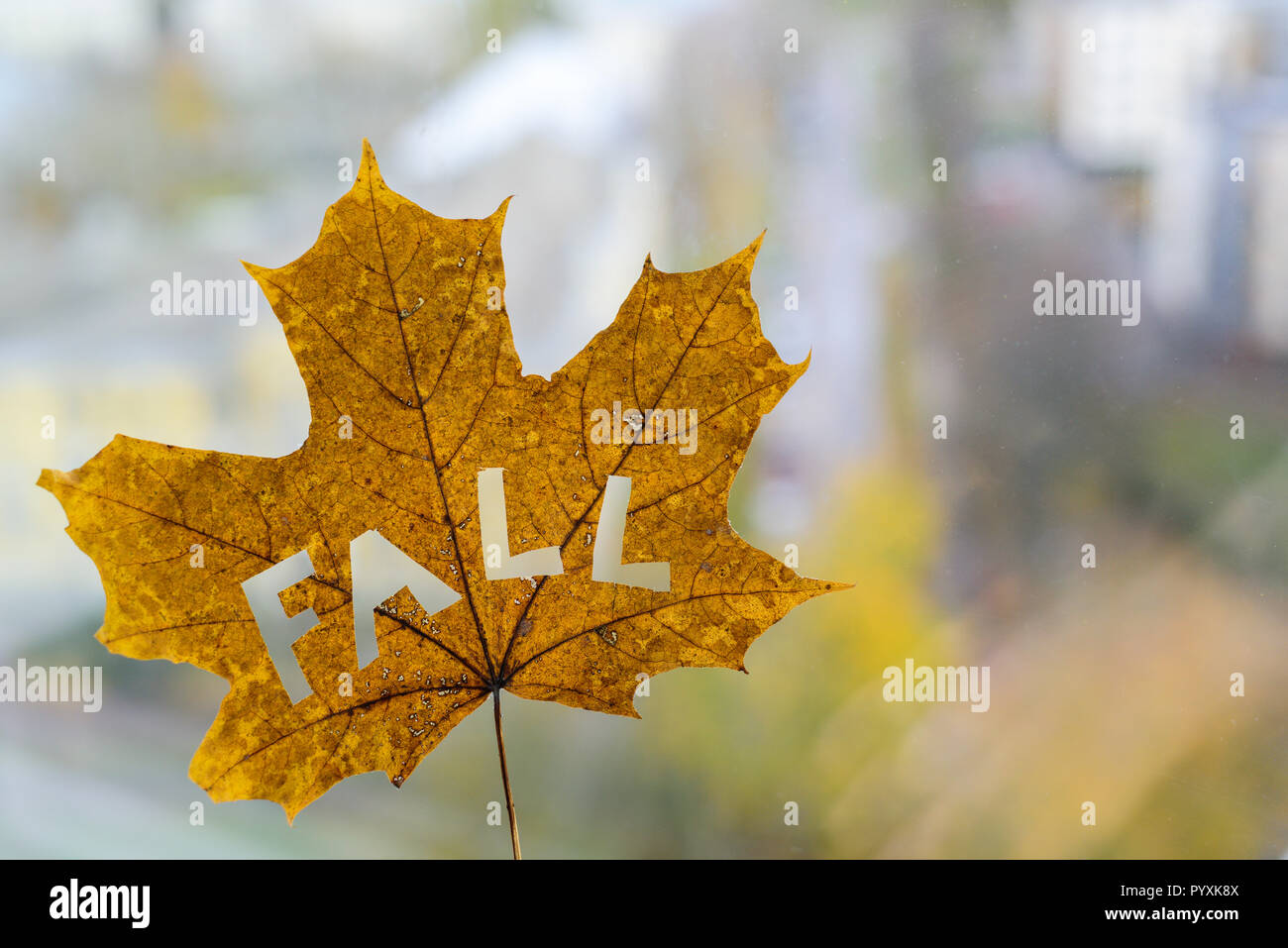Maple leaf with word FALL  with city park on background Stock Photo