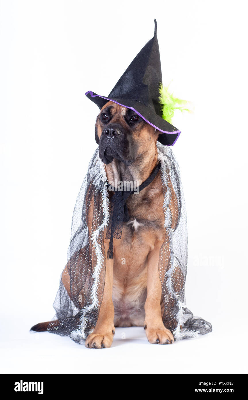 Cane corso in transperent festive mantle and black witch cap on white background Stock Photo