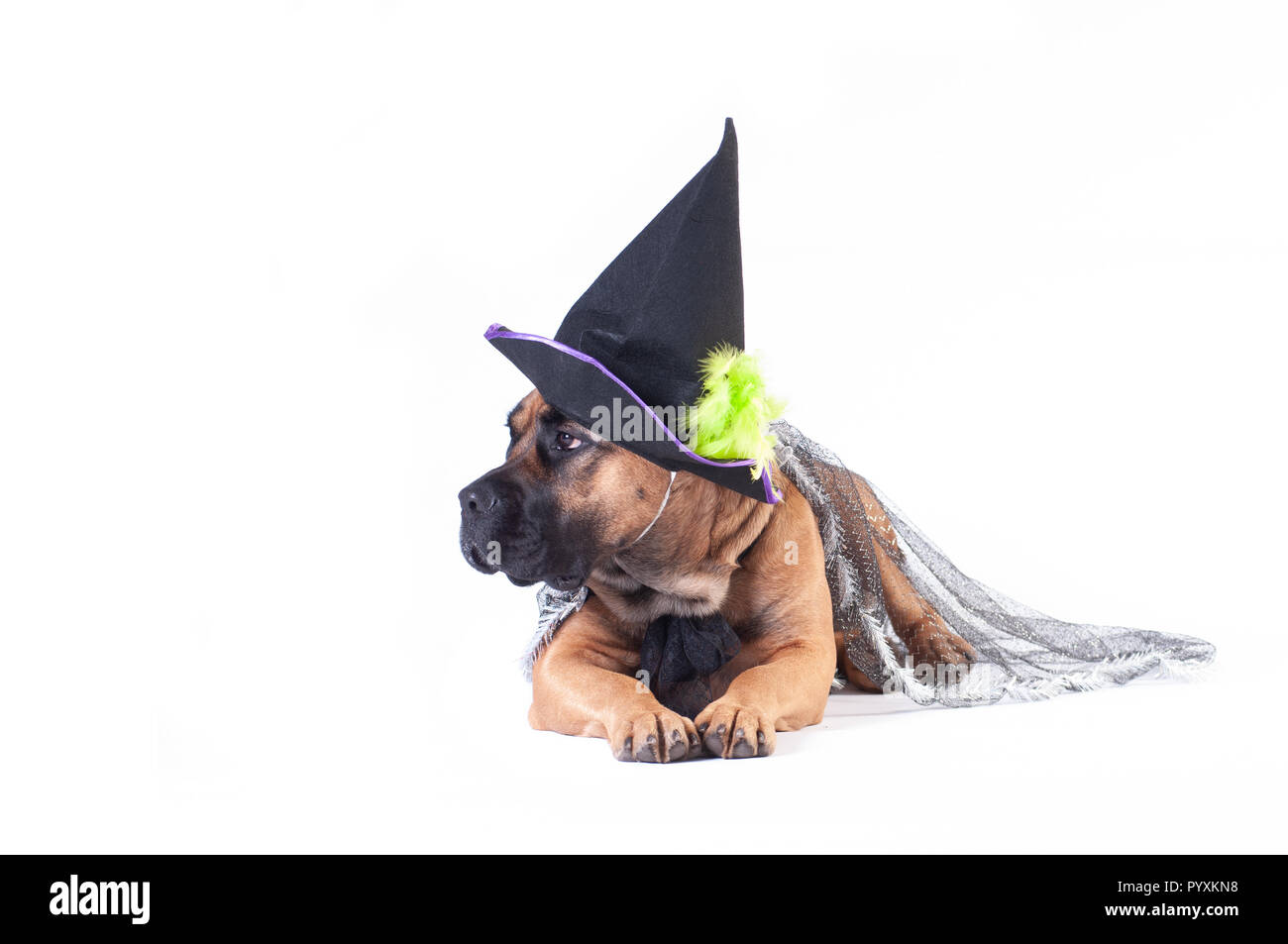 Cane corso in transperent festive mantle and black witch cap on white background Stock Photo