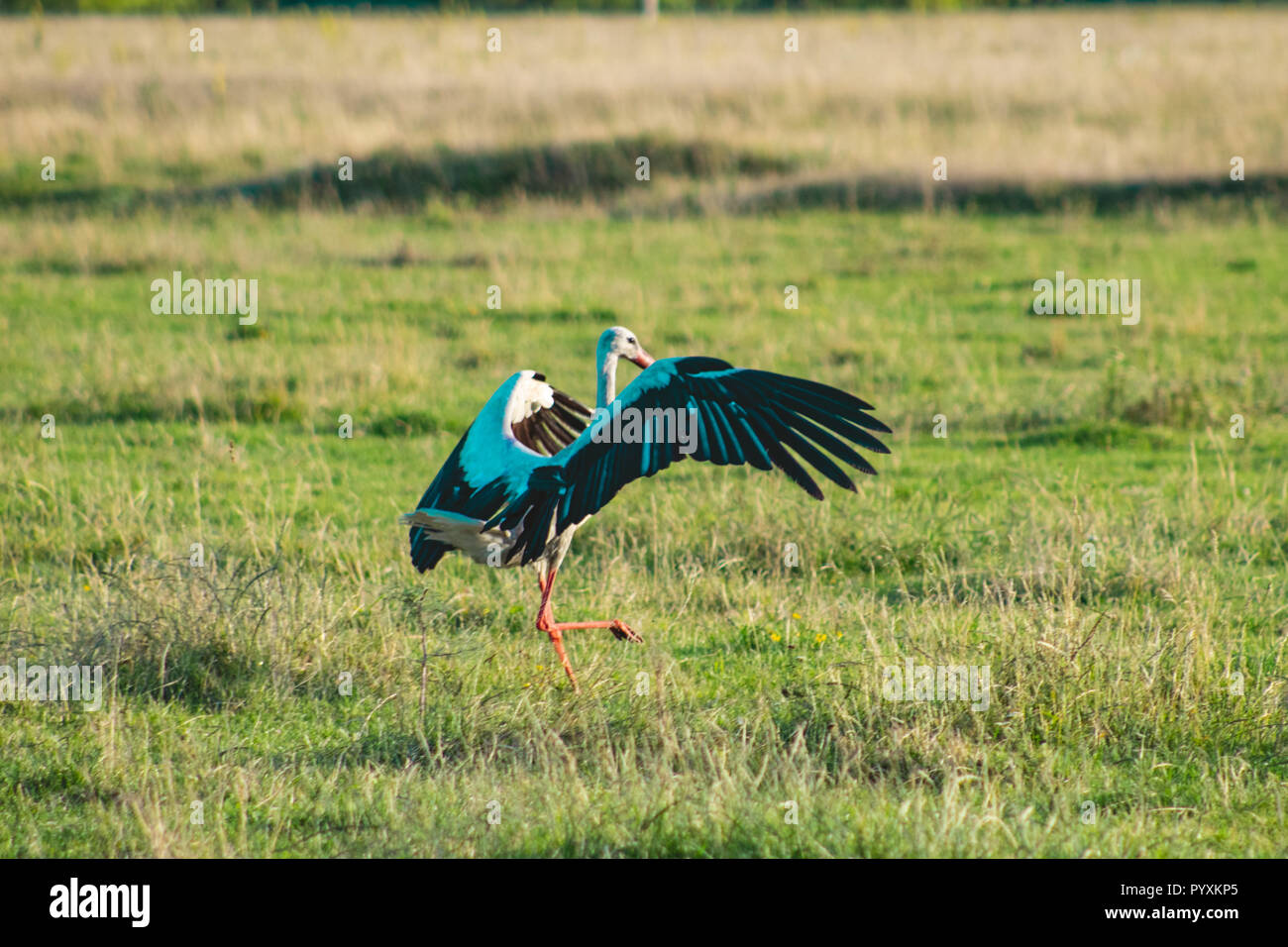 Photo taken in motion. The stork spread its wings. Stock Photo