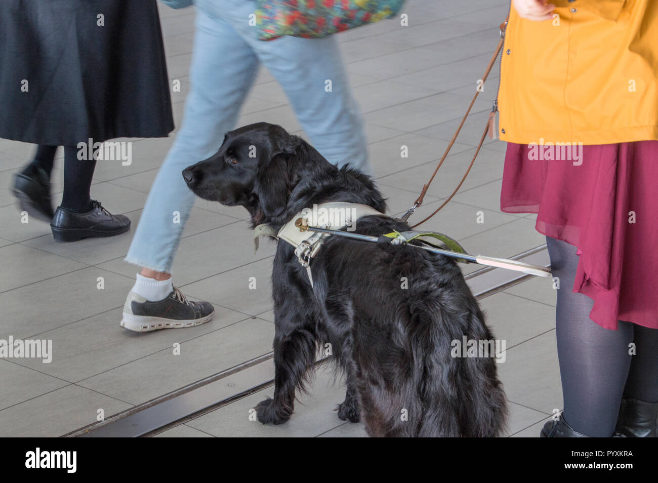 Seeing-Eye Dog At Den Haag The Netherlands 2018 Stock Photo