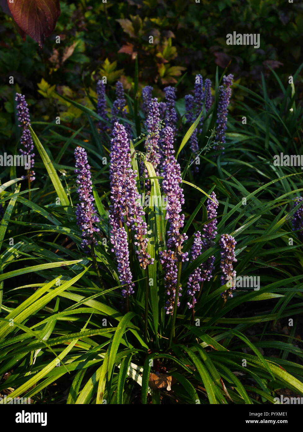Clump of purple liriope muscari flowers and green grass-like foliage Stock Photo