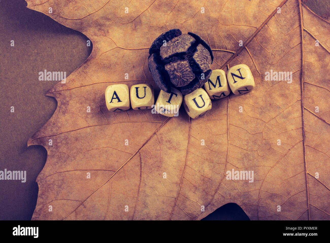Autumn or fall composition or concept and word Autumn Stock Photo - Alamy