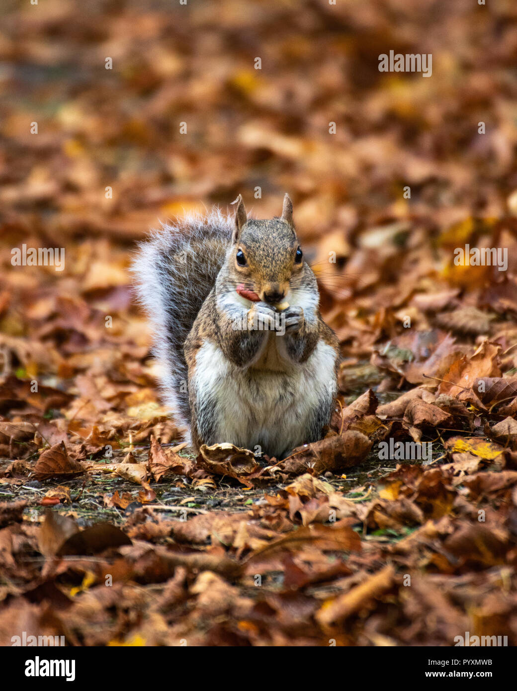 Grey squirrel feeding standing on brown autumn leaves Eating a Nut Stock Photo
