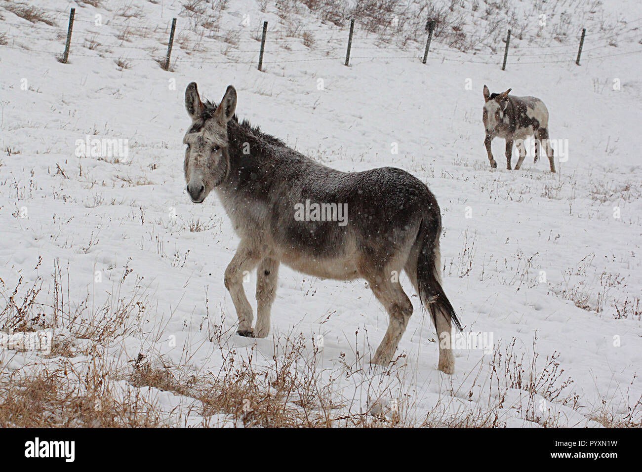 Pair of domestic donkeys in winter Stock Photo Alamy