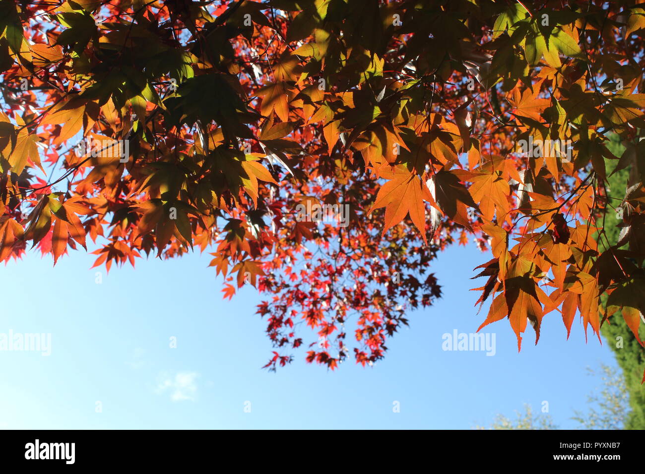 Autumnal trees with orange, red and green leaves Stock Photo