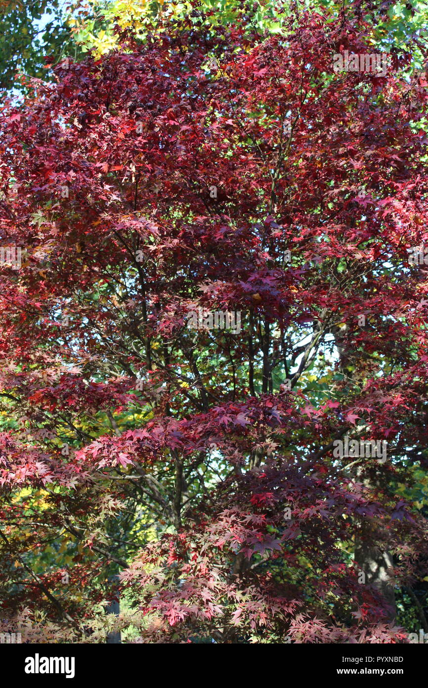 Red and orange colours hi-res stock photography and images - Alamy