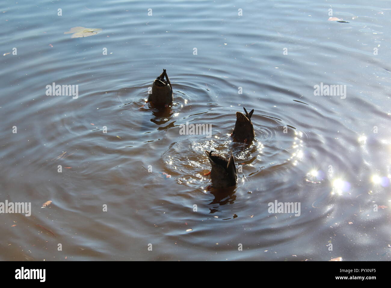 Three mallard ducks with their bottoms up in the water Stock Photo