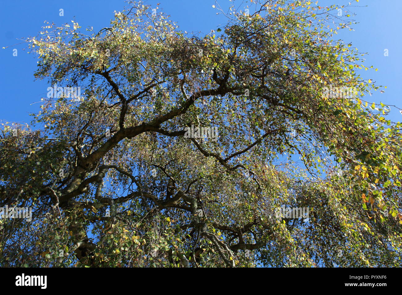 Drooping leaves hires stock photography and images Alamy