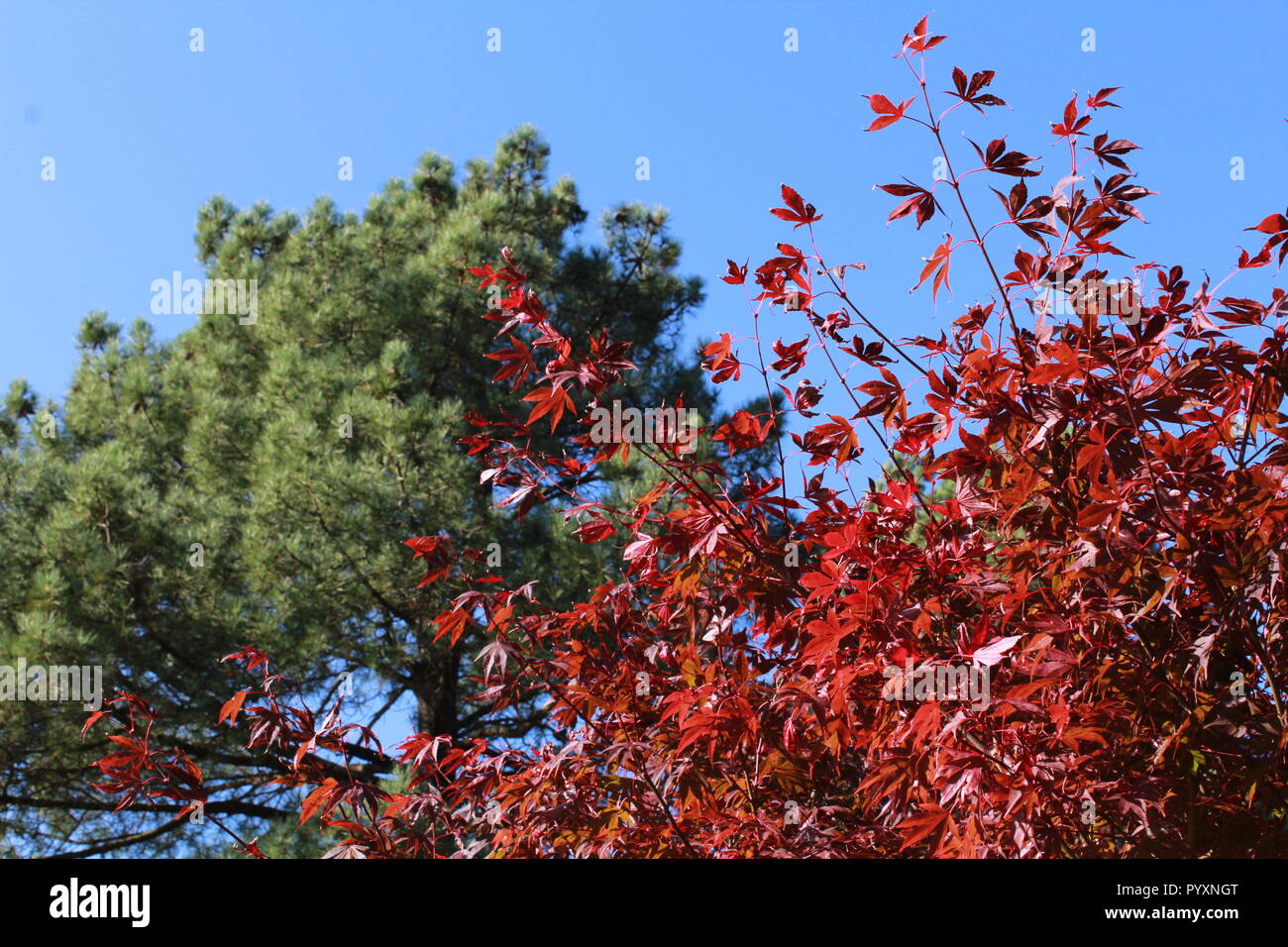 Autumnal trees with orange, red and green leaves Stock Photo