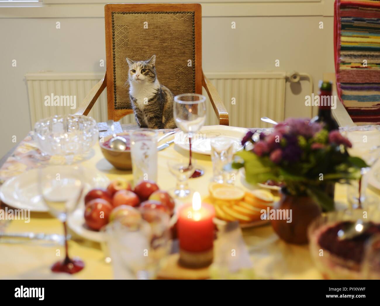 The Cat Sits In A Chair Behind The Laid Table Stock Photo