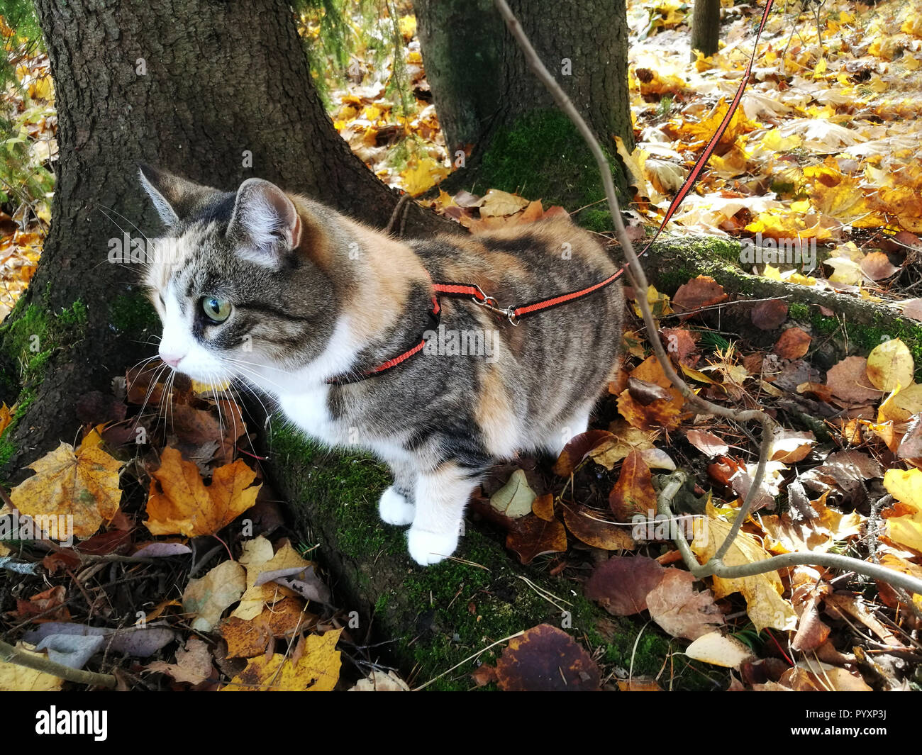 Outdoor cat with harness hi-res stock photography and images - Alamy