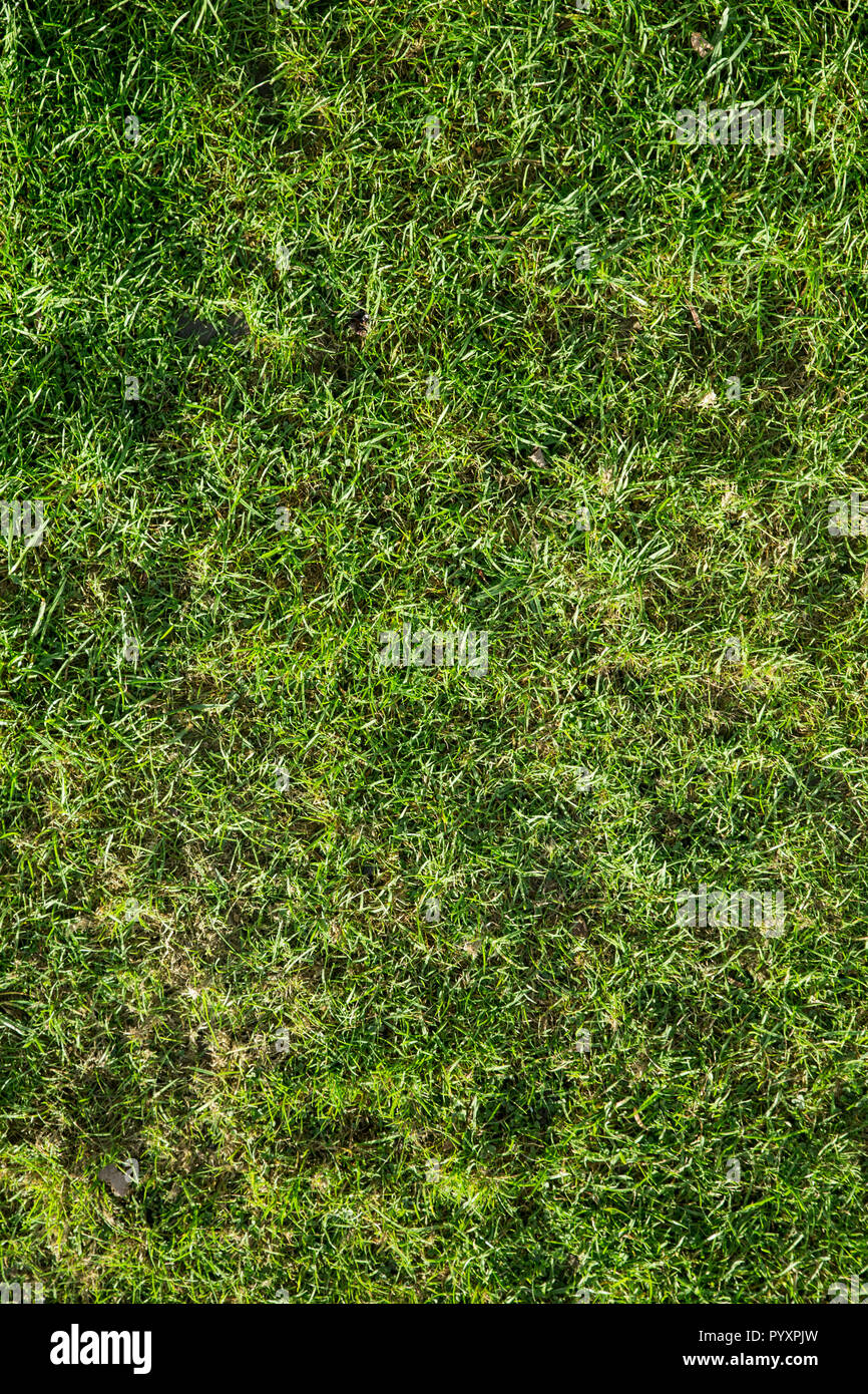 overhead image of a patch of grass Stock Photo