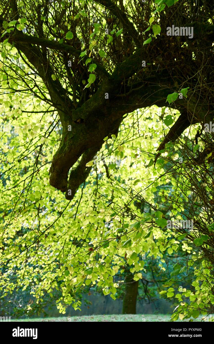 Tree branch that looks like a dragon hi-res stock photography and ...