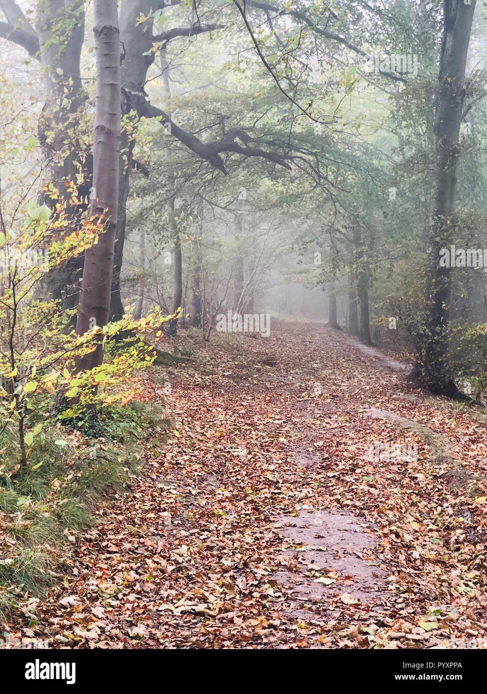 Misty woodland at Erlestoke, Wiltshire Stock Photo