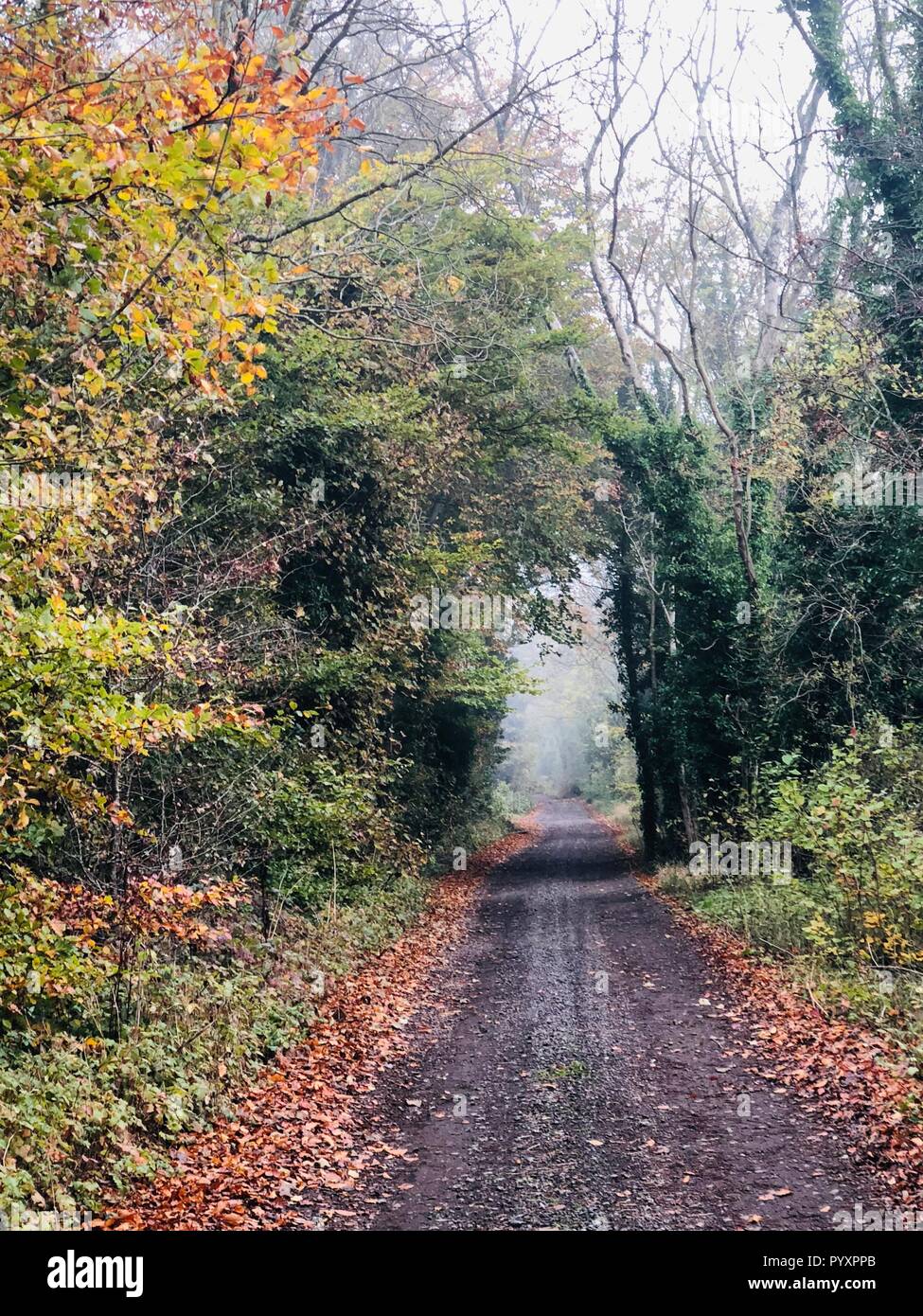 Autumn trees in the mist at Erlestoke, Wiltshire Stock Photo
