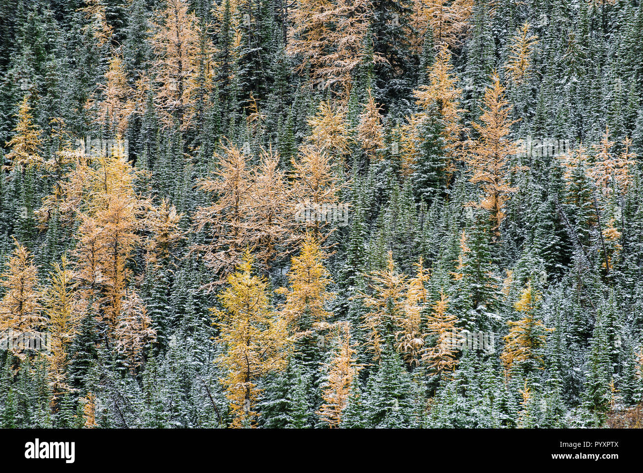 Western Larch (Larix occidentalis), Peter Lougheed Provincial Park, Alberta, Canada, by Bruce Montagne/Dembinsky Photo Assoc Stock Photo