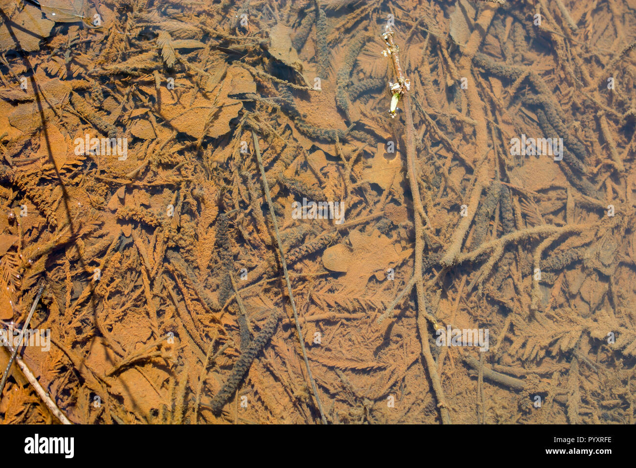 Dry leaves as an Autumn nature background Stock Photo - Alamy