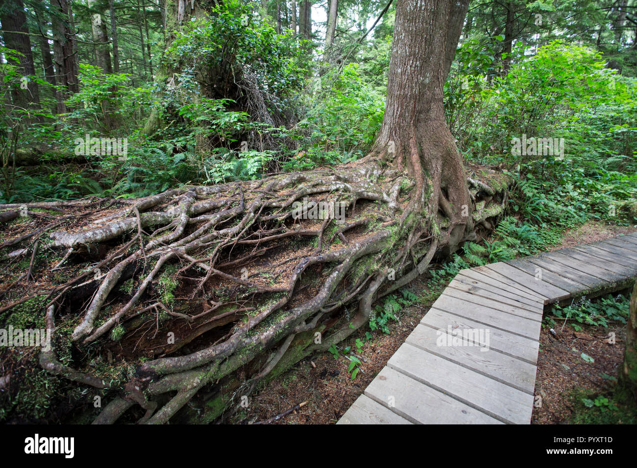 North America, Canada, British Columbia, Vancouver Island, Pacific Rim National Park Reserve Stock Photo