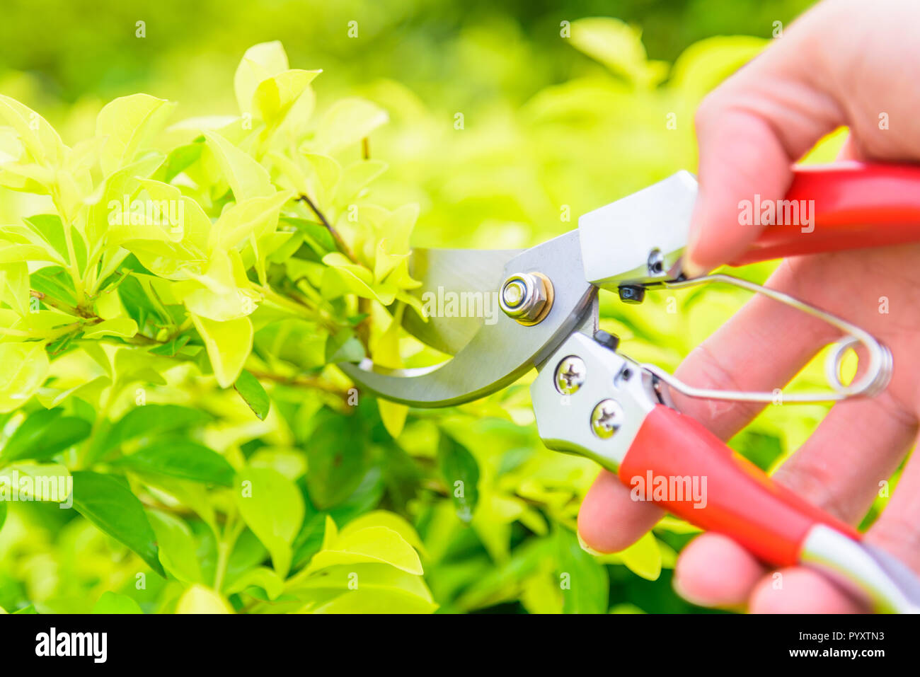 Worker use Clippers on the fresh tree Stock Photo