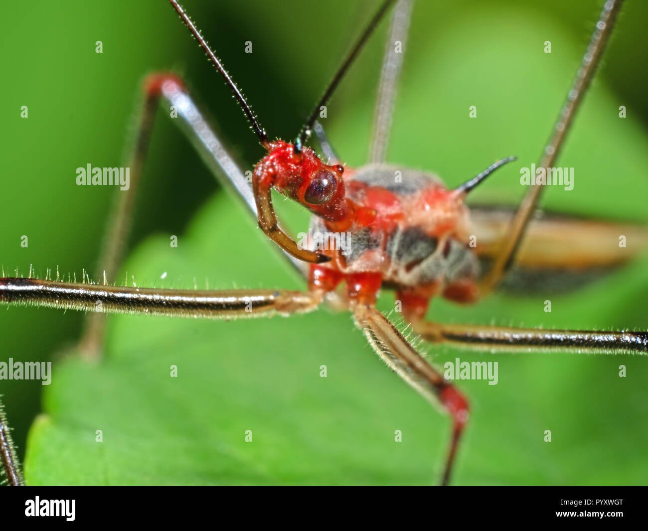 Macro Photography of Head of Assassin Bug on Green Leaf Stock Photo