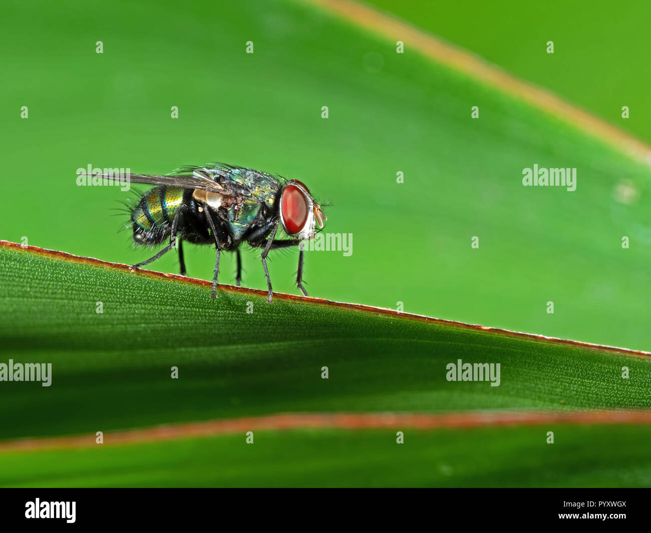 Macro Photography of Blow Fly on Green Leaf Isolated on Background Stock Photo