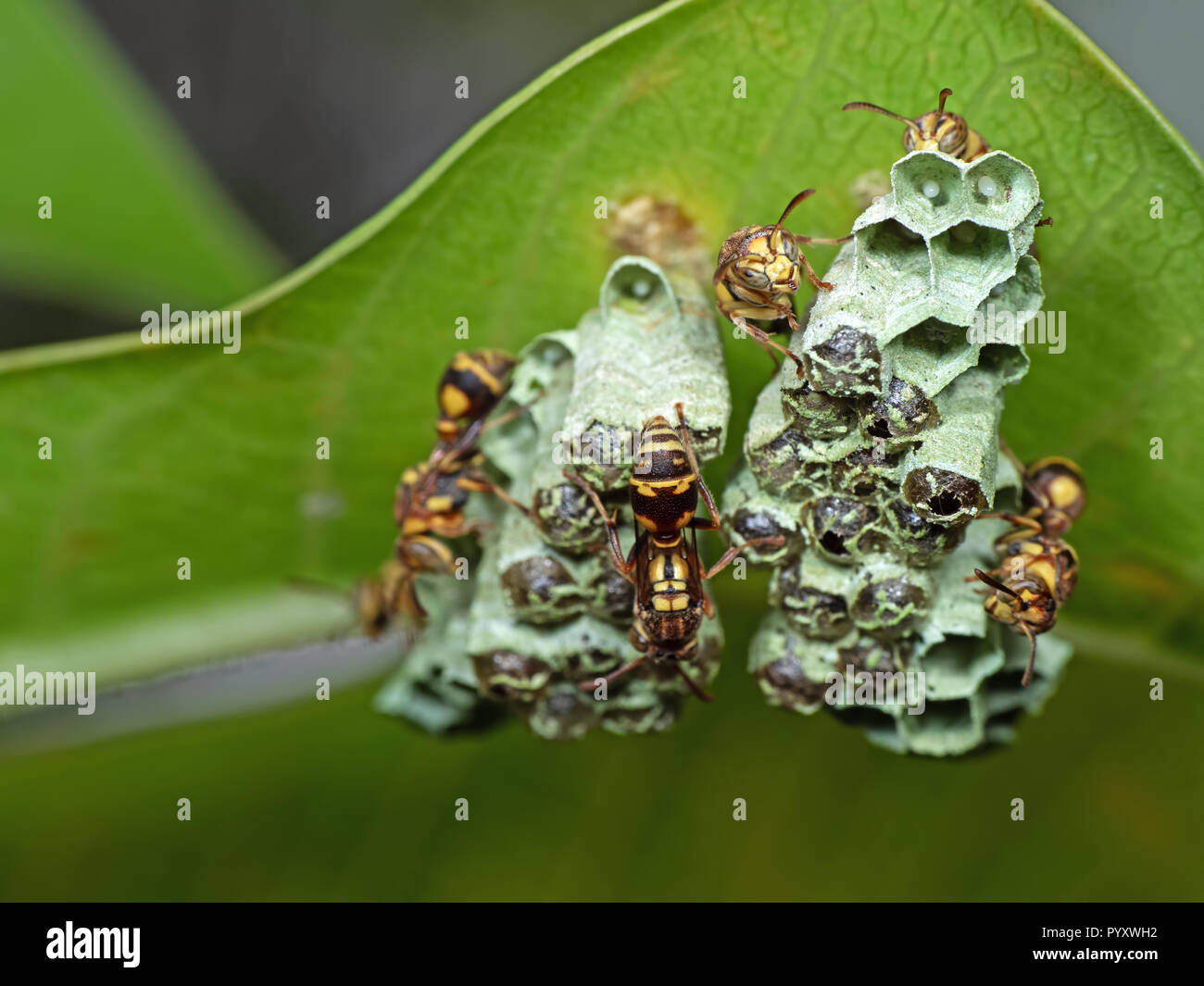 Macro Photography of Wasp on Nest with Eggs Under Green Leaf Stock Photo