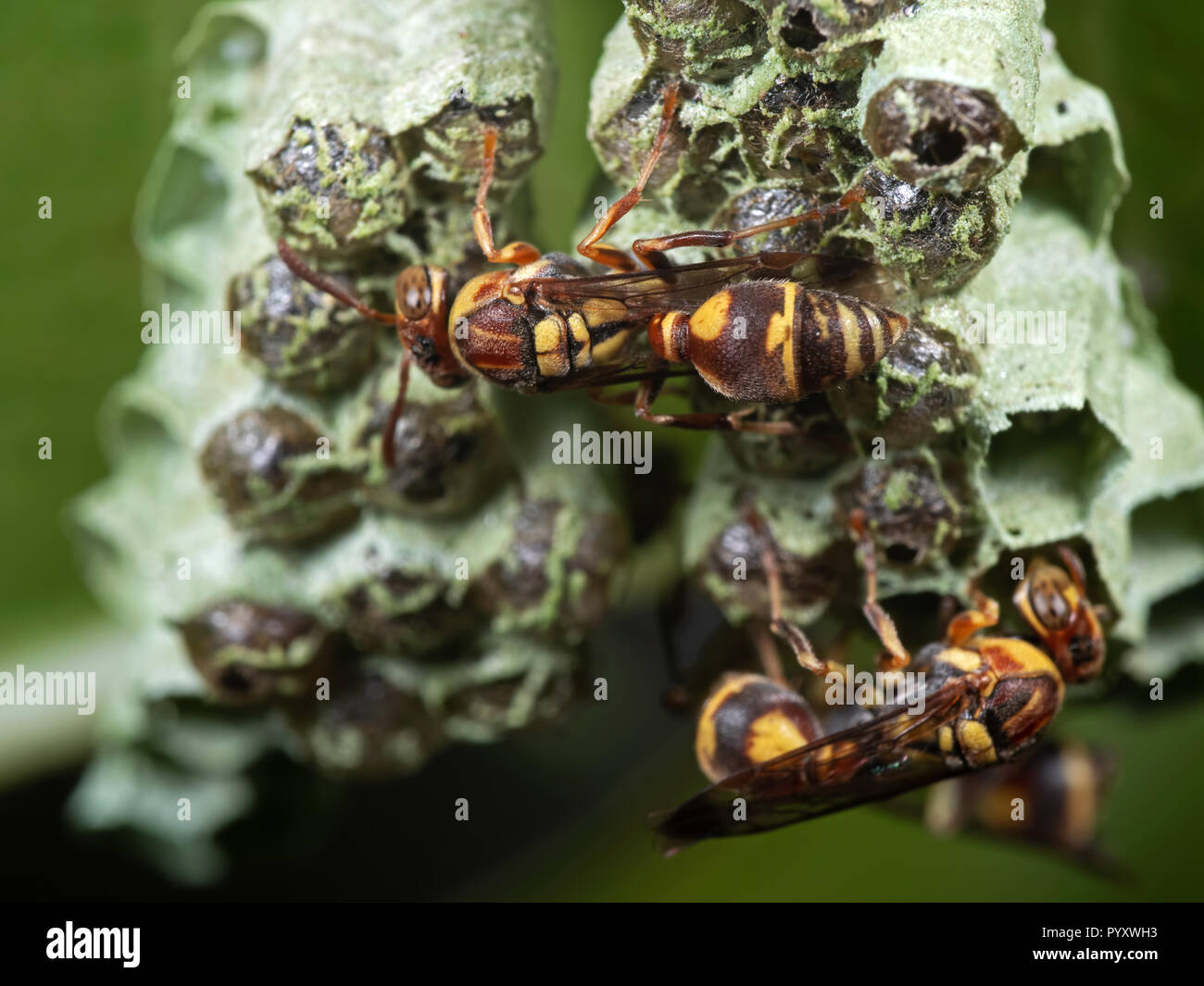 Macro Photography of Wasps on Nest with Eggs Stock Photo