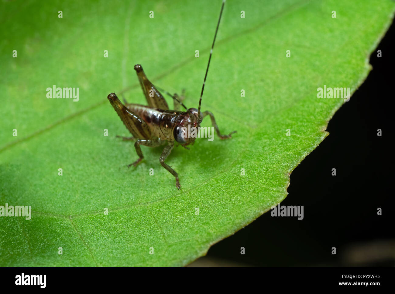Macro Photography of Tiny Grasshopper on Green Leaf Stock Photo