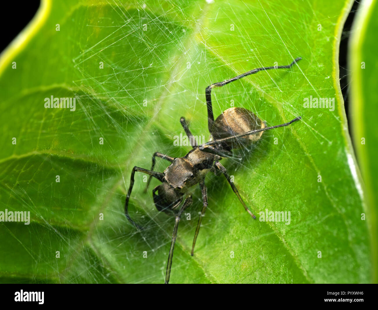 Macro Photography of Ant Mimic Jumping Spider in Web on Green Leaf Stock Photo