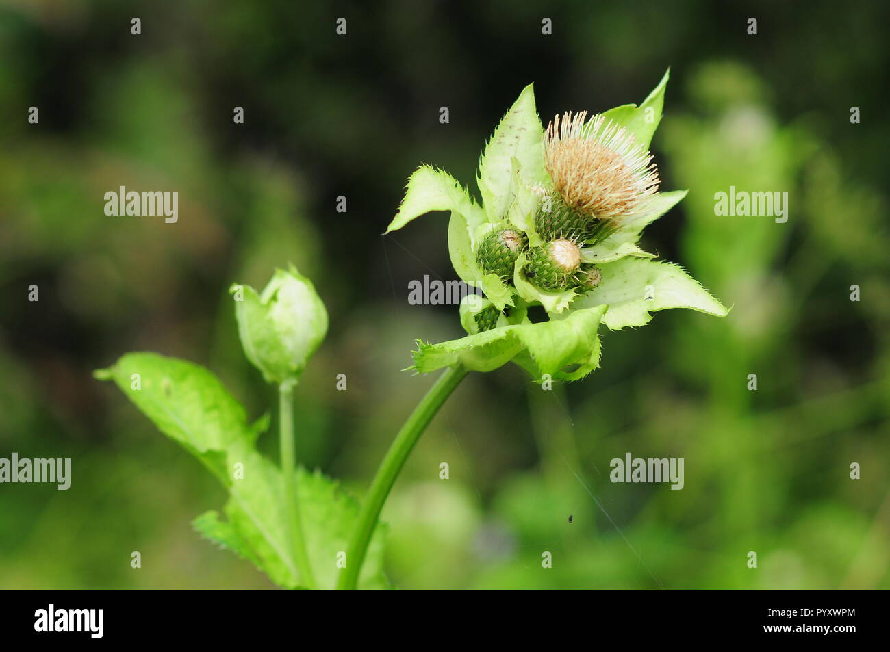 Cabbage thistle or Siberian thistle, Cirsium oleraceum, sunflower family. herbaceous perennial plant. close-up of head with seeds. Stock Photo