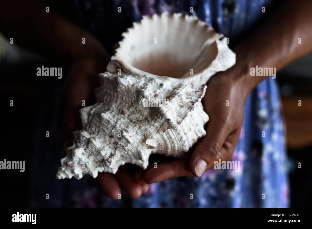 Close up of woman's hands holding pretty, white seashell Stock Photo