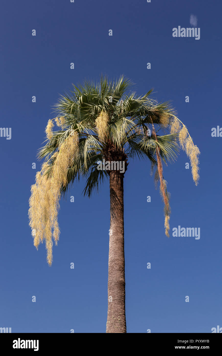 Palm tree at Villa Monastero, Varenna on Lake Como, Italy Stock Photo