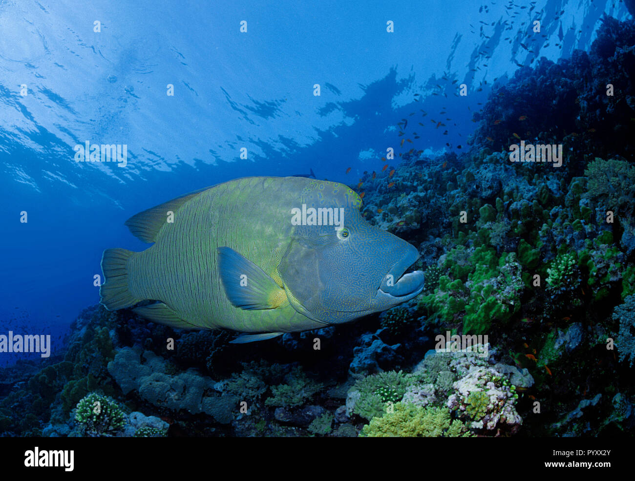 Napoleonfisch (Cheilinus undulatus), Brother Islands, Ägypten | Giant Wrasse (Cheilinus undulatus), Brother Islands, Egypt Stock Photo