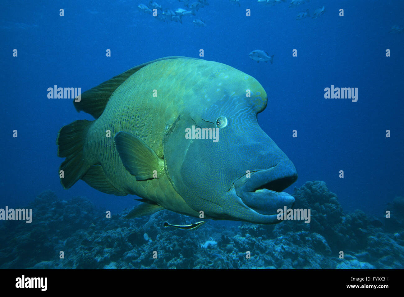 Napoleonfisch (Cheilinus undulatus), Brother Islands, Ägypten | Giant Wrasse (Cheilinus undulatus), Brother Islands, Egypt Stock Photo