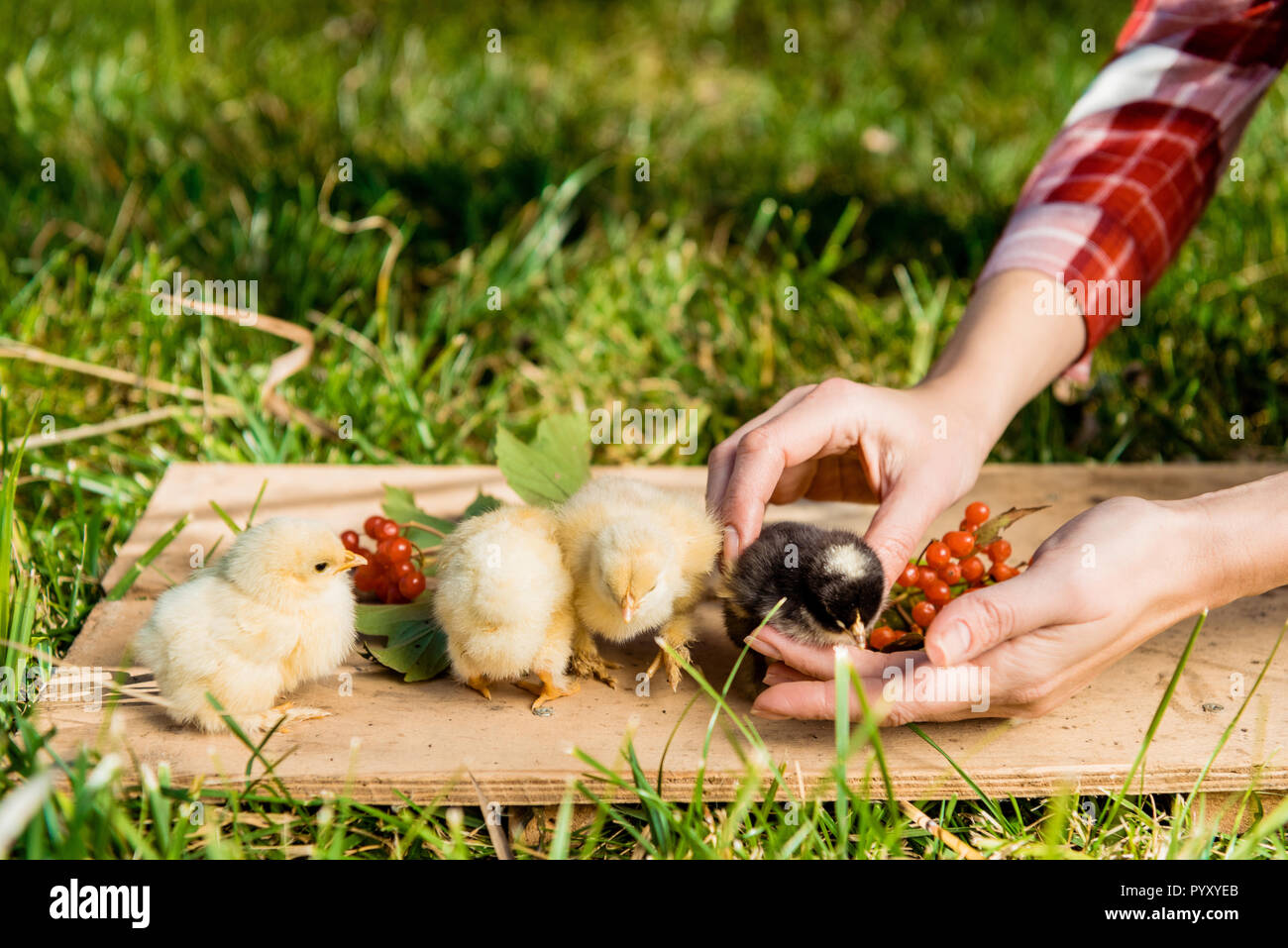partial view of female farmer with baby chicks and rowan on wooden board outdoors Stock Photo