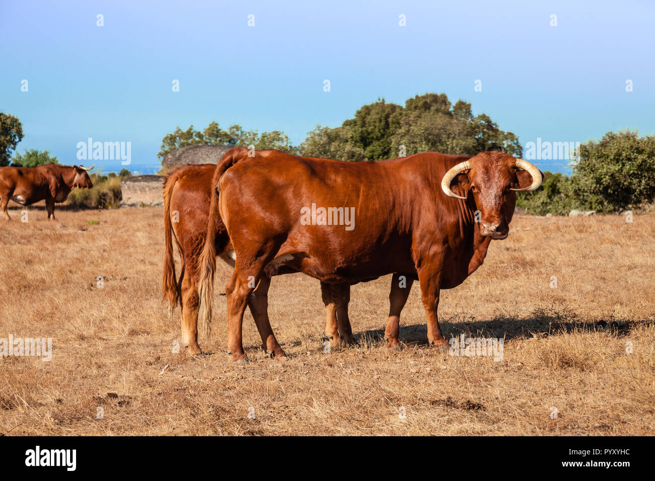 Cows of the Alentejana Breed or Raca Alentejana in the Alto Alentejo landscape. Portalegre, Portugal Stock Photo