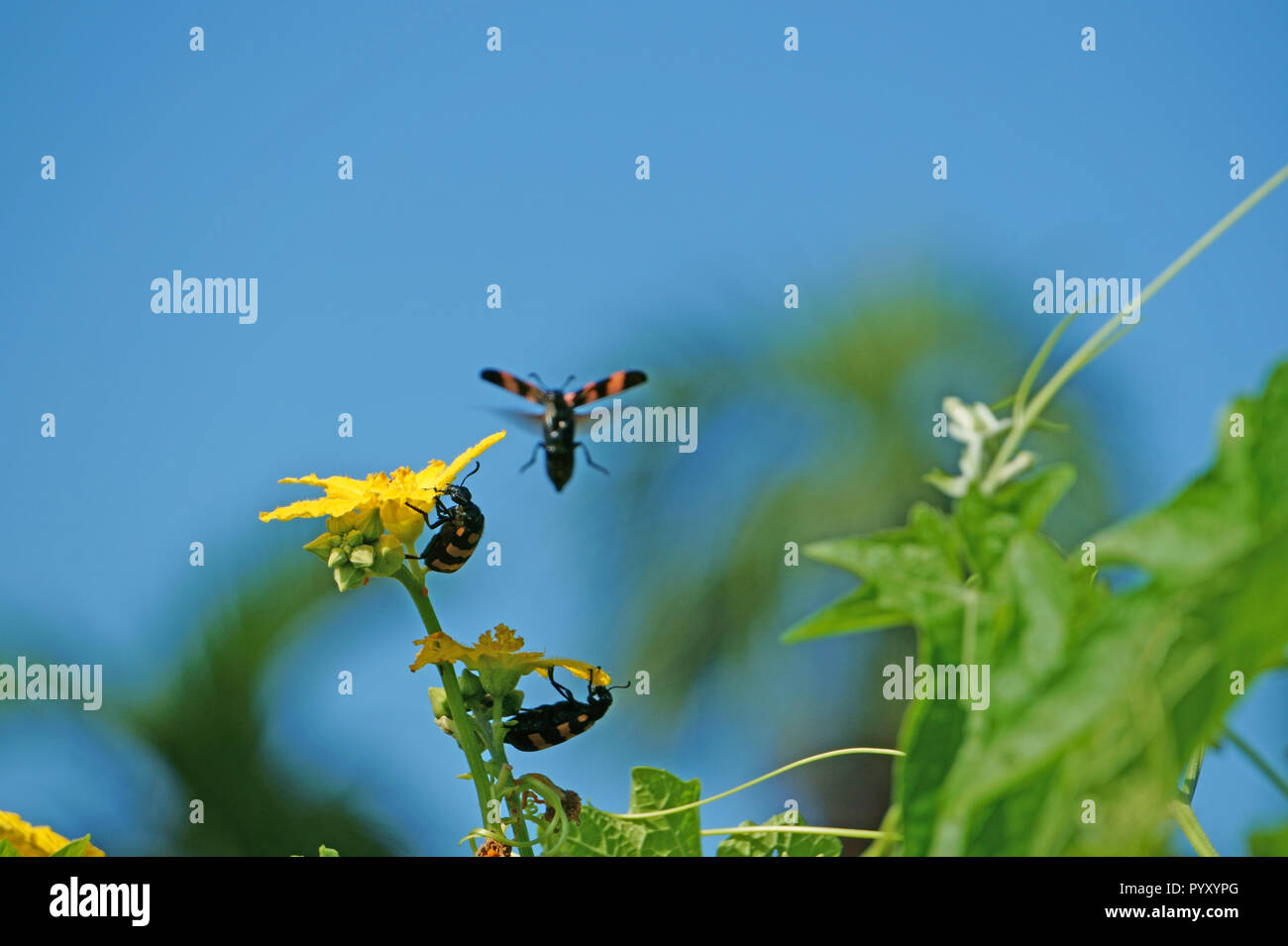 Orange blister beetle and luffa cylindrica flower against the blue sky Stock Photo