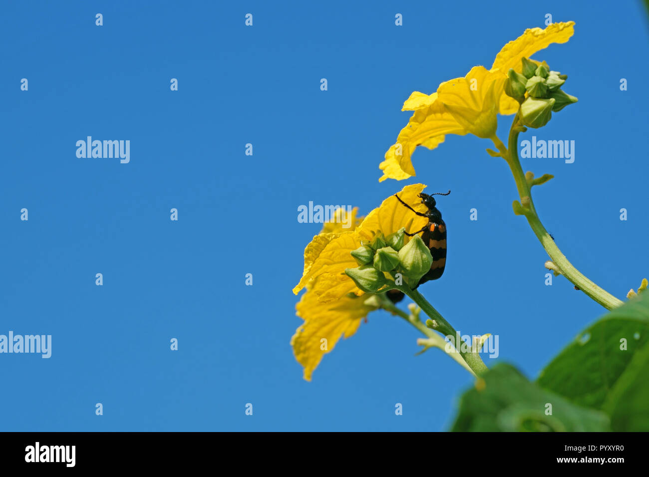 Orange blister beetle and luffa cylindrica flower on blue sky background Stock Photo