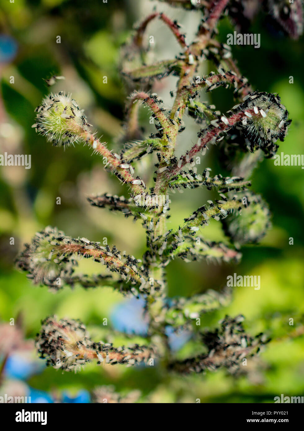 A swarm of flying ants gather on a floral plant Stock Photo