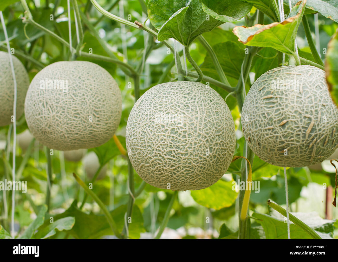 Melon tree hi-res stock photography and images - Alamy