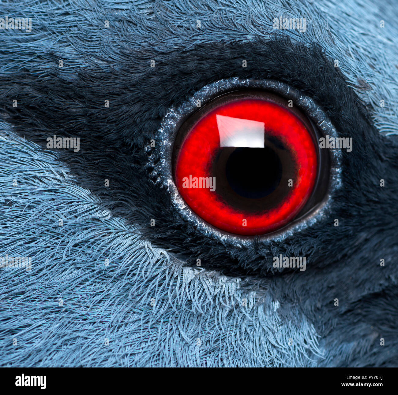 Close up of Victoria Crowned Pigeon's eye - Goura victoria Stock Photo