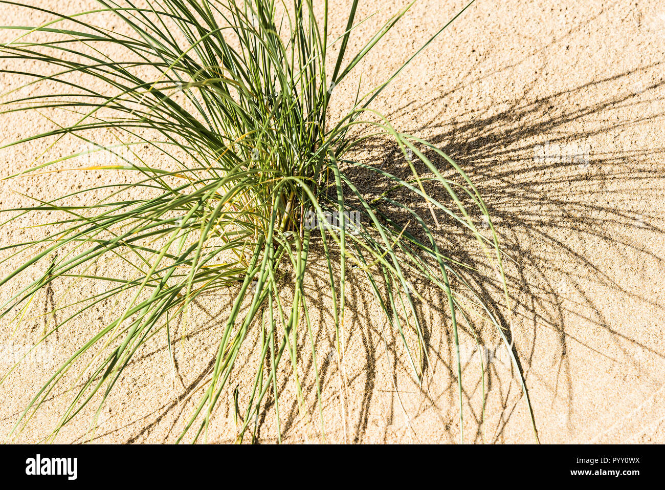 Marram Grass Ammophila growing on a sand dune system. Stock Photo