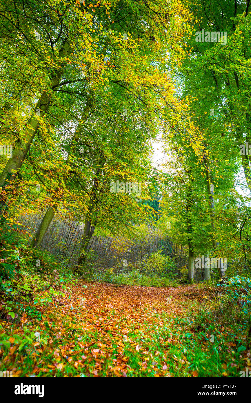 Forest path in late September, Luxembourg, Central Europe Stock Photo -  Alamy