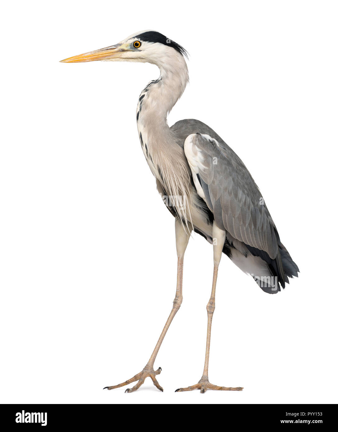 Grey Heron standing, Ardea Cinerea, 5 years old, isolated on white ...