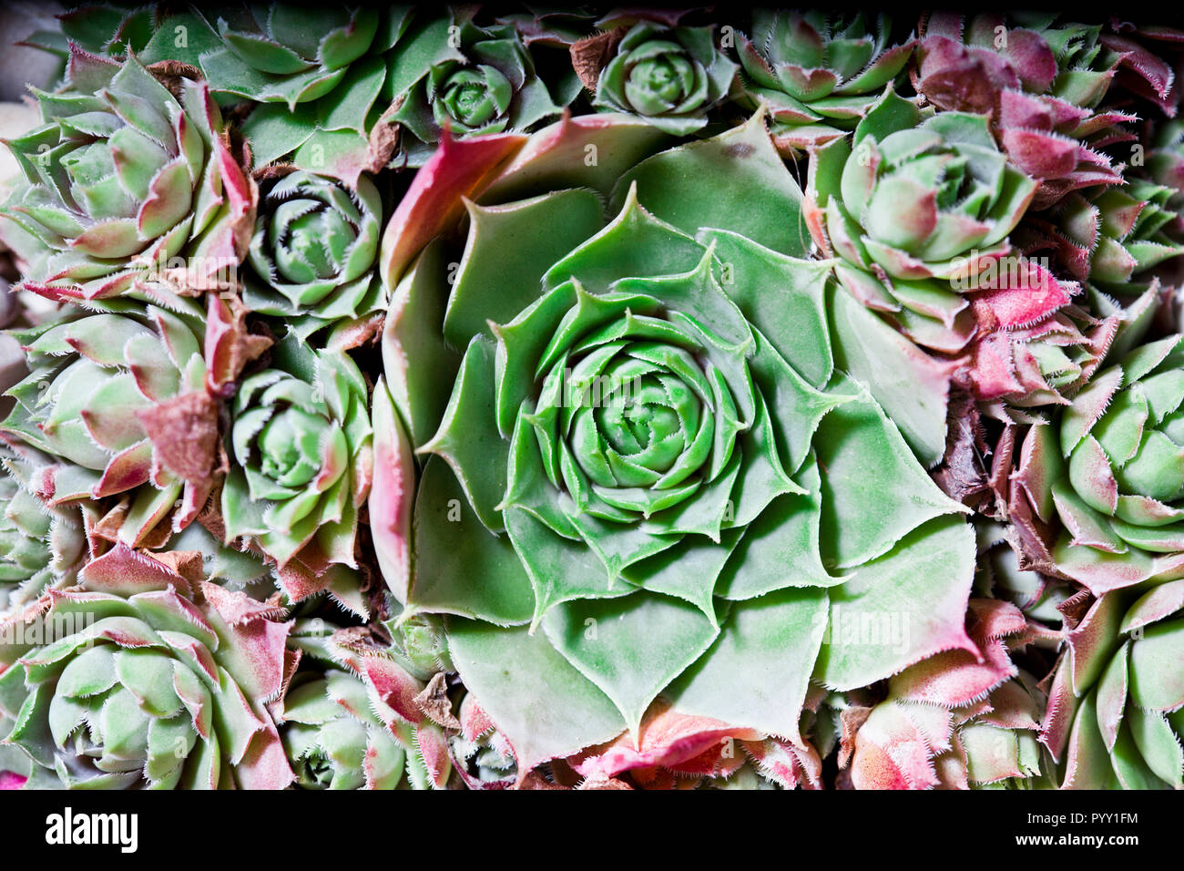 Succulents cactus overhead view hi-res stock photography and images - Alamy
