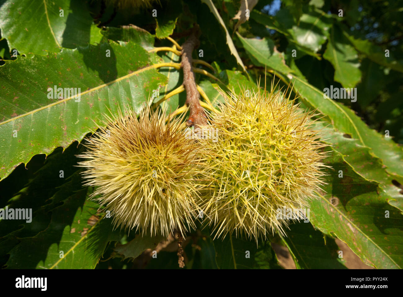 Chestnut burrs on the tree (Castanea sativa) Stock Photo