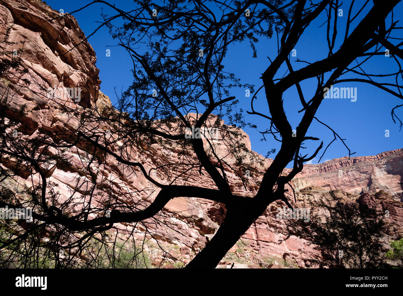 Bird silhouetted on a Grand Canyon side canyon hiking trail near Thunder River and Surprise Valley, Grand Canyon National Park. Stock Photo