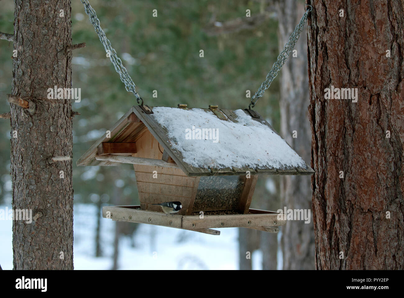 Bird feeder in the wood, Val Roseg, Engadine, Switzerland Stock Photo