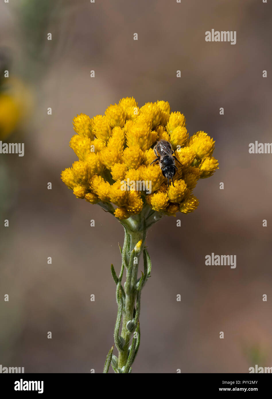 Clustered Everlasting Flower (Chrysocephalum semipapposum Stock Photo